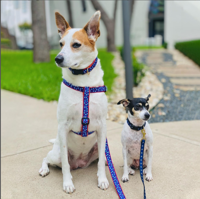 STARS-TH-JULY-INDEPENDENCE-DAY-DOG-LEASH-HARNESS-COLLAR