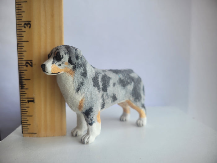 Australian Shepherd Dog - Karl Blindheim