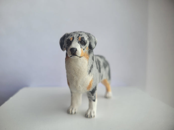Australian Shepherd Dog - Karl Blindheim