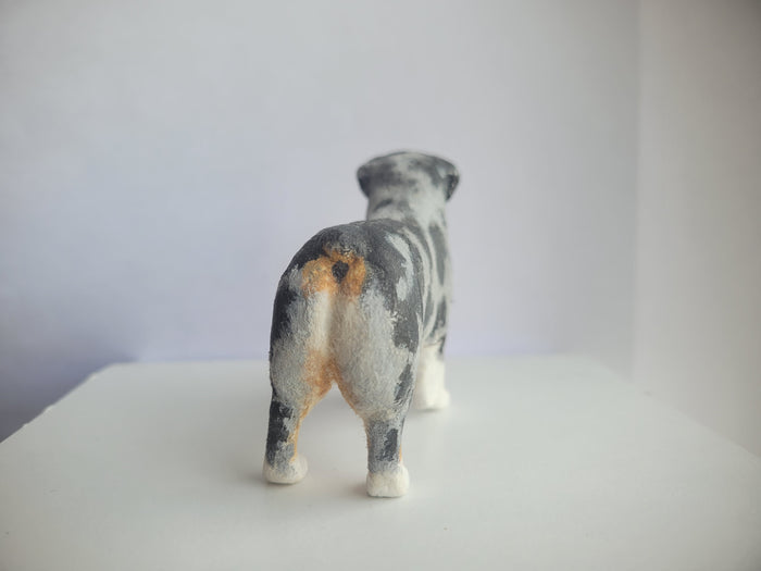 Australian Shepherd Dog - Karl Blindheim