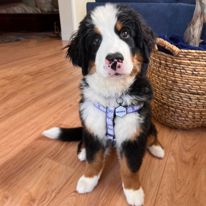 DAISIES-DOG-HARNESS