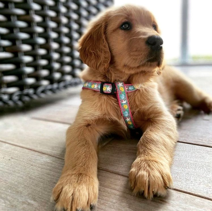 REEF-DOG-HARNESS