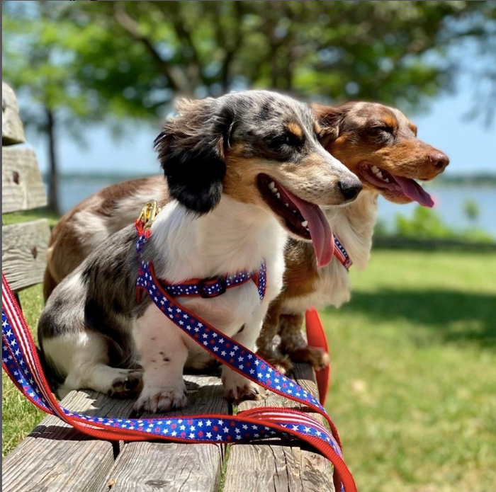 INDEPENDENCE-DAY-TH-JULY-DOG-COLLAR-LEASH