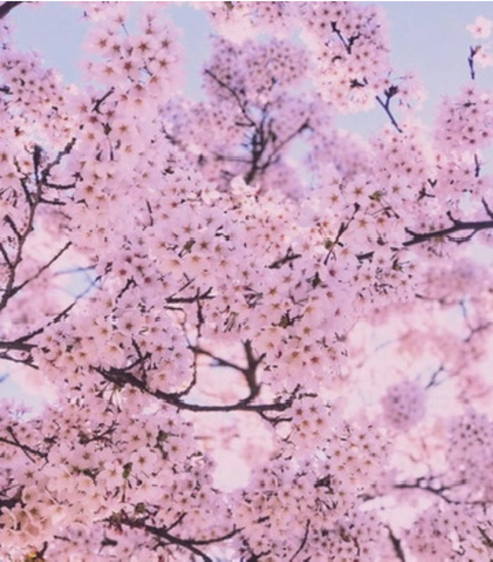Spring Cherry Blossom