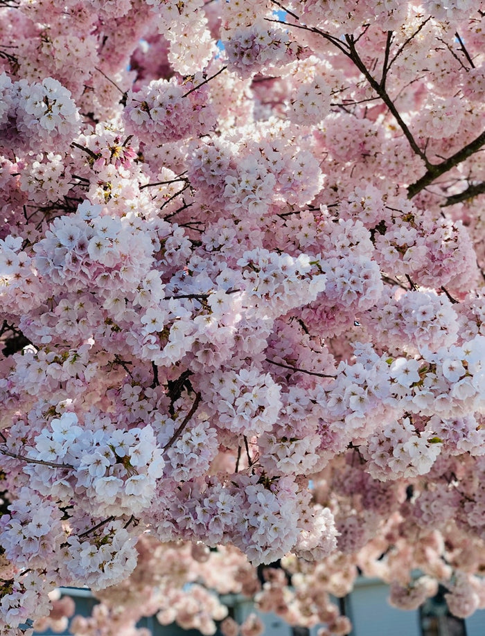 Spring Cherry Blossom