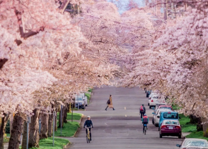 Spring Cherry Blossom